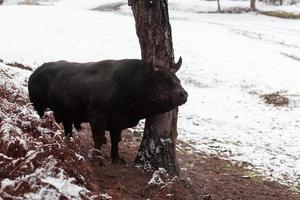 Ein großer schwarzer Stier sticht seine Hörner in den schneebedeckten Boden und trainiert, um in der Arena zu kämpfen. das Konzept des Stierkampfs. selektiver Fokus foto