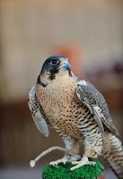 arabischer Falkenvogel foto
