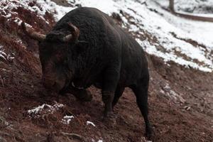 Ein großer schwarzer Stier sticht seine Hörner in den schneebedeckten Boden und trainiert, um in der Arena zu kämpfen. das Konzept des Stierkampfs. selektiver Fokus foto