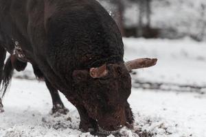 Ein großer schwarzer Stier im Schneetraining, um in der Arena zu kämpfen. Stierkampf-Konzept. selektiver Fokus foto