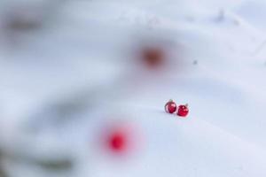 rote weihnachtskugeln im frischen schnee foto