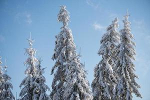 Pinienwald Hintergrund mit frischem Schnee bedeckt foto