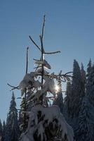 Pinienwald Hintergrund mit frischem Schnee bedeckt foto