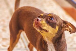 Russisches Spielzeugterrier-Hundeporträt, das reizend und süß Mexiko aussieht. foto