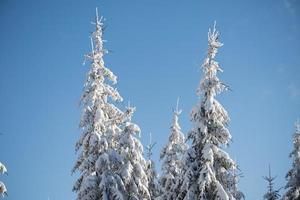 Pinienwald Hintergrund mit frischem Schnee bedeckt foto