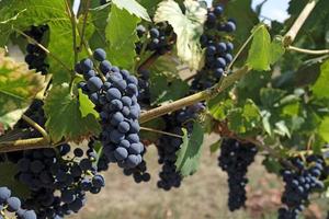 schöne weinlandschaft in der pfalz in deutschland foto