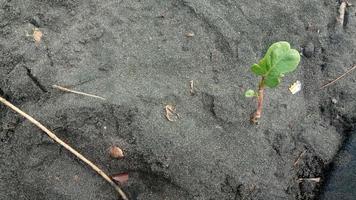 grüne blattsamen auf dem strandsand foto