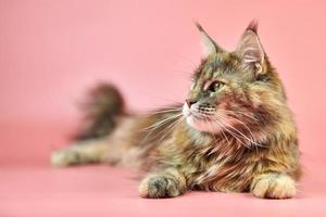 Maine-Coon-Katze, Schildpatt-Fellfarbe. foto