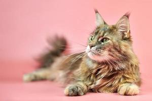 Maine-Coon-Katze, Schildpatt-Fellfarbe. foto