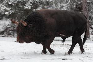 Ein großer schwarzer Stier im Schneetraining, um in der Arena zu kämpfen. Stierkampf-Konzept. selektiver Fokus foto