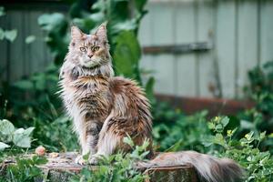 Maine-Coon-Katze im Gartengrundstück foto