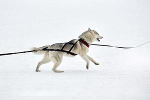 Laufender Husky-Hund auf Schlittenhunderennen foto