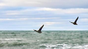 zwei Stockenten, die über Meerwasser fliegen, Meereslandschaft foto