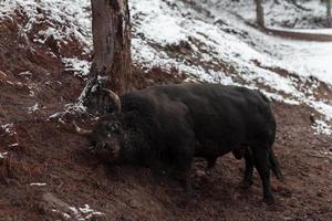 Ein großer schwarzer Stier sticht seine Hörner in den schneebedeckten Boden und trainiert, um in der Arena zu kämpfen. das Konzept des Stierkampfs. selektiver Fokus foto