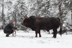 Fighter Bull Whisper, ein Mann, der an einem verschneiten Wintertag auf einer Waldwiese einen Stier trainiert und ihn auf einen Kampf in der Arena vorbereitet. Stierkampf-Konzept. foto