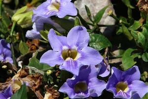 Sommerblumen in einem Stadtpark in Israel. foto