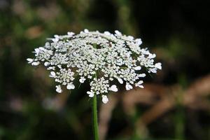 Sommerblumen in einem Stadtpark in Israel. foto