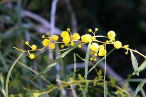 Sommerblumen in einem Stadtpark in Israel. foto