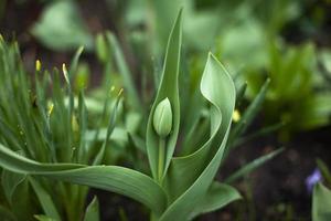 Pflanzen im Garten. grüne Stängel von Gartenpflanzen. foto