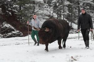 Fighter Bull Whisper, ein Mann, der an einem verschneiten Wintertag auf einer Waldwiese einen Stier trainiert und ihn auf einen Kampf in der Arena vorbereitet. Stierkampf-Konzept. foto