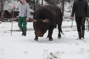 Fighter Bull Whisper, ein Mann, der an einem verschneiten Wintertag auf einer Waldwiese einen Stier trainiert und ihn auf einen Kampf in der Arena vorbereitet. Stierkampf-Konzept. foto