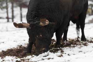 Ein großer schwarzer Stier sticht seine Hörner in den schneebedeckten Boden und trainiert, um in der Arena zu kämpfen. das Konzept des Stierkampfs. selektiver Fokus foto