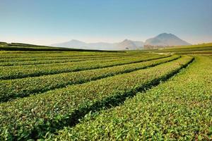 Grünteefarm mit blauem Himmelshintergrund foto