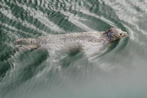 wilde Kegelrobben halichoerus grypus an der deutschen Nordseeküste foto