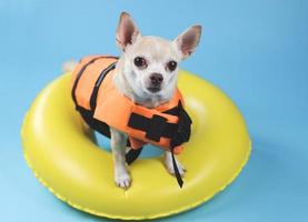 Süßer brauner Kurzhaar-Chihuahua-Hund mit orangefarbener Schwimmweste oder Schwimmweste, der im gelben Schwimmring steht und die Kamera anschaut, isoliert auf blauem Hintergrund. foto