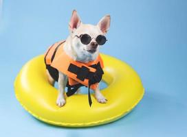 brauner Kurzhaar-Chihuahua-Hund mit Sonnenbrille und orangefarbener Schwimmweste oder Schwimmweste, der im gelben Schwimmring steht und den Kopierraum betrachtet, isoliert auf blauem Hintergrund. foto