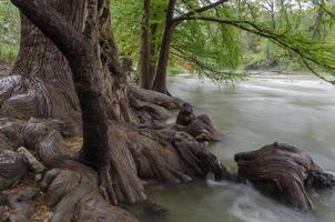 Wurzeln kahler Zypressen, die in den Fluss zu fließen scheinen. foto