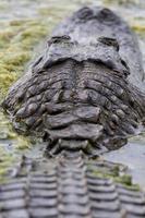 Details des Kopfes und des Rückens eines amerikanischen Alligators, der in einem See in Texas schwimmt. foto