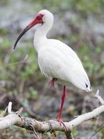 Ein amerikanischer weißer Ibis, Eudocimus albus, der auf einem Ast in einem Feuchtgebiet an der Küste thront. foto