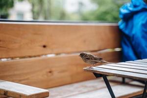 Vogel in der Stadt. Spatz sitzt auf dem Tisch im Café im Freien foto