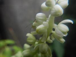 schöne wilde Blumen foto