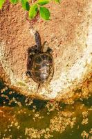 Flussschildkröte im Lebensraum. Schildkröte im Wasser und sonnen sich auf den Felsen. foto