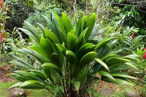 Schöne grüne Nahaufnahmen von tropischen Pflanzenblättern, die auf den Seychellen-Inseln aufgenommen wurden foto