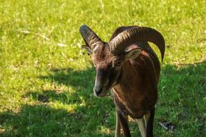 Ein süßes Lamm auf einem Hintergrund aus grünem Gras in einem Zoo in der Stadt Nitra in der Slowakei. foto
