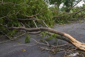 Der Baum wurde durch die Intensität des Sturms zerstört foto