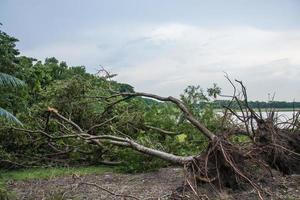 Der Baum wurde durch die Intensität des Sturms zerstört foto