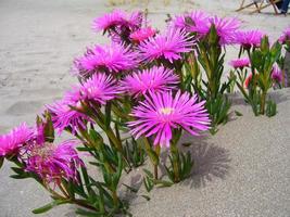 schöne rosa Blumen am Strand foto