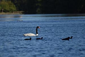 Schwarzhalsschwan Cygnus Melancoryphus in einem Park in Buenos Aires foto