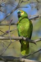 Türkisstirnamazone amazona aestiva in freier Wildbahn foto