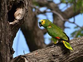 wilde türkisfarbene Amazone amazona aestiva papagei foto