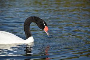 Schwarzhalsschwan Cygnus Melancoryphus in einem Park in Buenos Aires foto