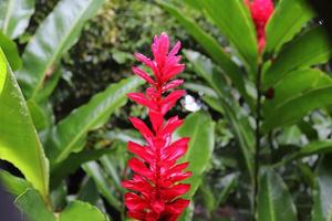 Bunte Makroaufnahmen von Blumen auf der Insel der Seychellen. foto