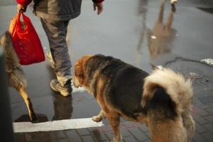 Ein streunender Hund folgt einem Mann mit einer Tasche. Straßenhund. foto