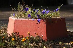 Blumenbeet mit Pflanzen auf der Straße. Dekoration des Parks. Betonbau für Gartenpflanzen. foto