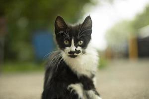 Obdachloses Kätzchen auf der Straße. kleines Haustier. schwarz-weißes Kätzchen mit fröhlichem Schnurrbart. foto