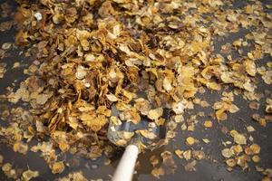 Blätter mit einer Schaufel reinigen. Reinigung des Hofes. Herbstentscheidung auf der Straße. foto